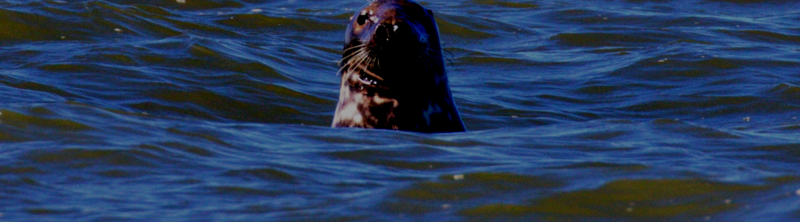 Piel Ferry Online Store